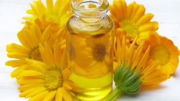 olej z wiesiołka właściwości